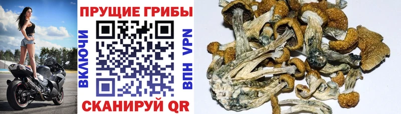 Галлюциногенные грибы Psilocybe Одинцово